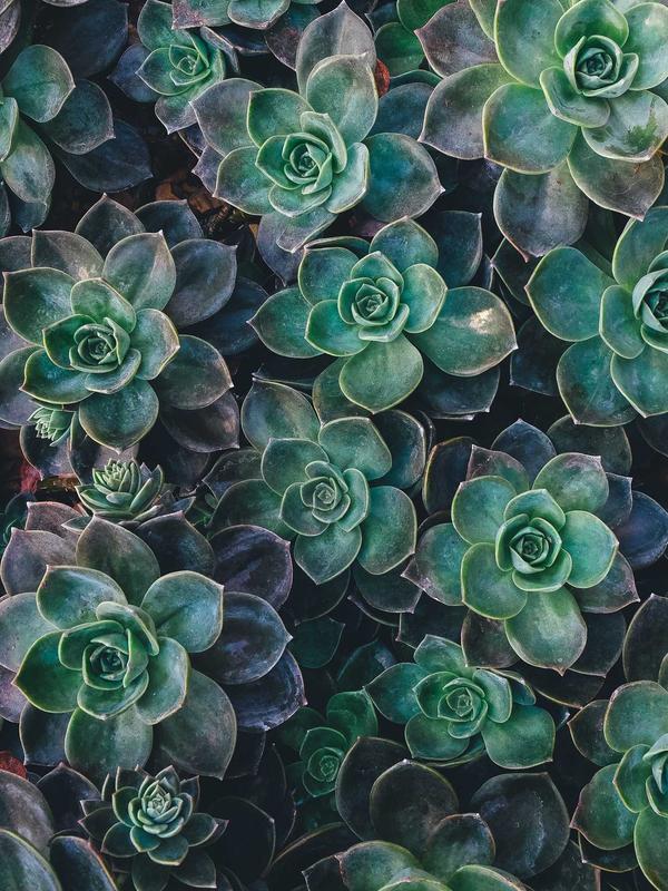 Chino in Cotone Organico